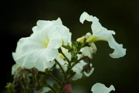 Amazing nature closeup of white growing flowers under the sunlight. Stock Photos
