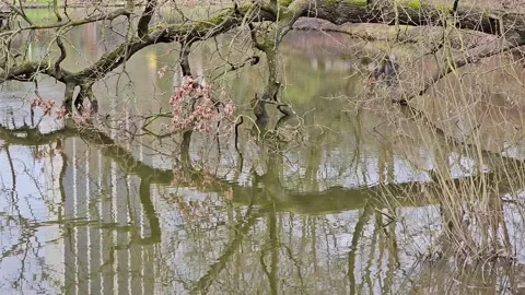 Amazing Nature of a Park with a broken Tree over Water and Ducks around Stock Footage 237347208