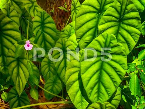 Amazing nature Stock Photos