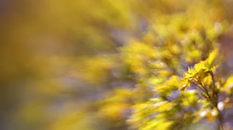 Amazing nature scene with maple tree leaves trembling on the wind in sunny day. 動画素材 50123434