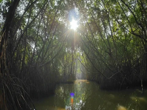 Amazing nature of tropical mangrove forest. Camera moving in dark natural tunnel Stock Footage