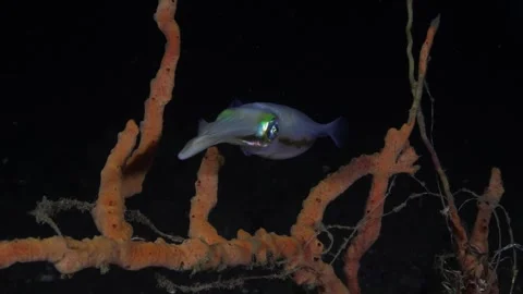 Amazing night sea creature - Reef Squid. Stock Footage 242702808