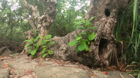 Amazing Nuts Tree in Saint Martin Island, Bangladesh Stock Footage 258204090