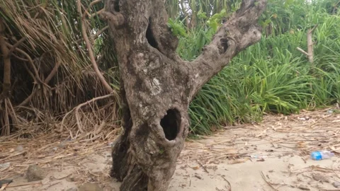 Amazing Nuts Tree in Saint Martin Island, Bangladesh Stock Footage 258204091