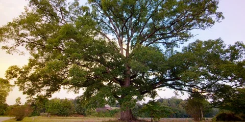 Amazing Oak tree pan up Video stock 103784696