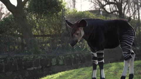 Amazing okapi calf enjoys it's life in Chester Zoo, Cheshire, UK Stock Footage 171801370