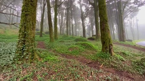 Amazing old forest with mist Stock Footage 220678294