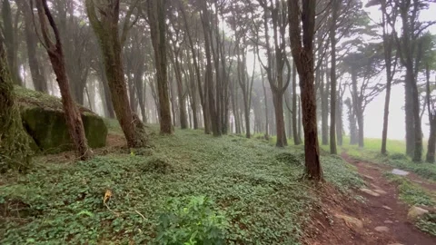 Amazing old forest with mist Stock Footage 220678342