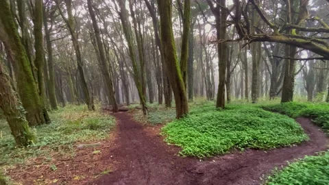 Amazing old forest with mist Stock Footage 220678516