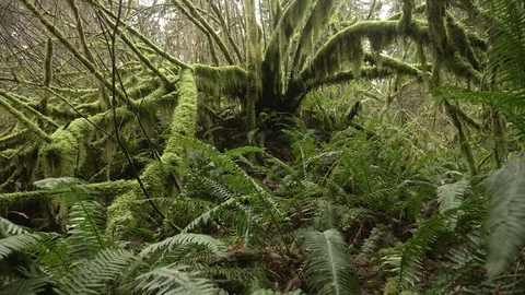 Amazing old growth forest mossy fern covered pacific northwest landscape Stock Footage 124240267