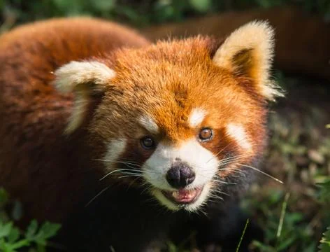 Amazing orange panda Foto stock