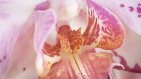 Amazing orchid Stock Footage 127999925