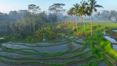 Amazing paddy rice fields with palm trees at sunrise in the tropics, idyllic Stock Footage 253341858