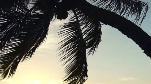 Amazing Palm Tree Sunset Over Tropical Beach SLOW MOTION Stock Footage 58745587