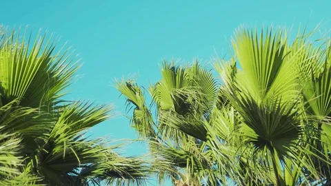 Amazing palm trees wiggle in the wind against a blue clear sky background, slow Stock Footage 77147422