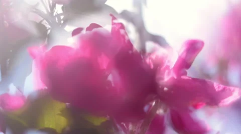 Amazing panoramic view of blooming red apple branch in sunny day Stock Footage 51967311