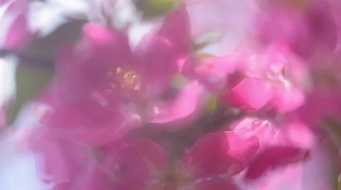 Amazing panoramic view of blooming red apple branch in sunny day. 動画素材 51967591