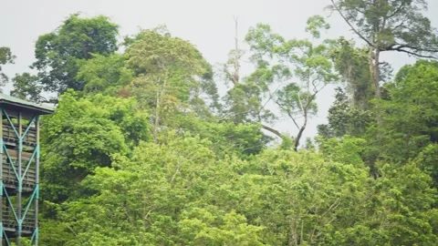 Amazing panoramic view of a rainforest Stock Footage 251640147
