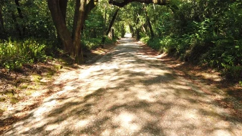 Amazing path in a forest Stock Footage 204940287