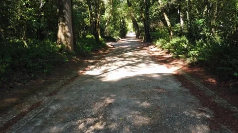 Amazing path in a forest Stock Footage 204940289