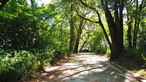 Amazing path in a forest Stock Footage 204940317
