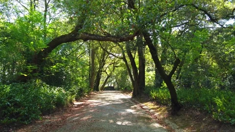 Amazing path in a forest Stock Footage 204940331