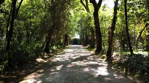 Amazing path in a forest Stock Footage 204940382