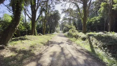 Amazing path in a forest Stock Footage 213660678