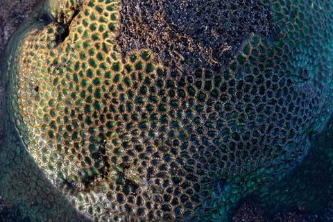 Amazing pattern of dead brain coral washed up on the beach at low tide Stock Photos