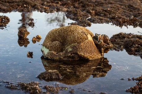 Amazing pattern of dead brain coral washed up on the beach at low tide Stock Photos