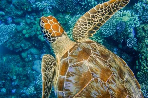 Amazing pattern from a green sea turtle swimming over the corals in clear b.. Stock Photos
