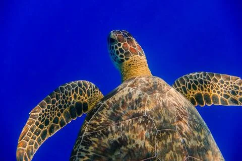 Amazing pattern on a sea turtle with dark blue water in the background detail Stock Photos
