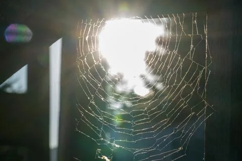 Amazing pattern of the spider web Foto stock