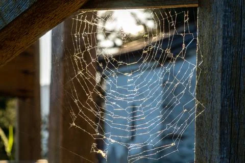 Amazing pattern of the spider web Stock Photos