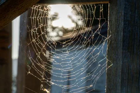 Amazing pattern of the spider web Foto stock