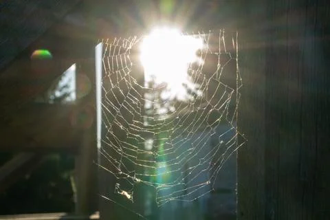 Amazing pattern of the spider web Foto stock