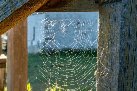 Amazing pattern of the spider web Foto stock