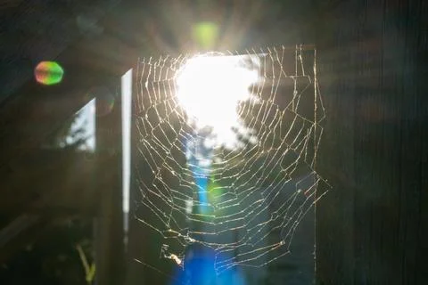 Amazing pattern of the spider web Stock Photos
