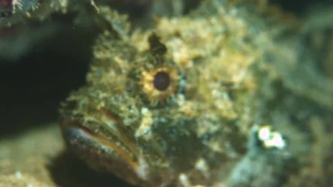 Amazing Patterns of a Scorpionfish Close Up Underwater Stock Footage 148075618