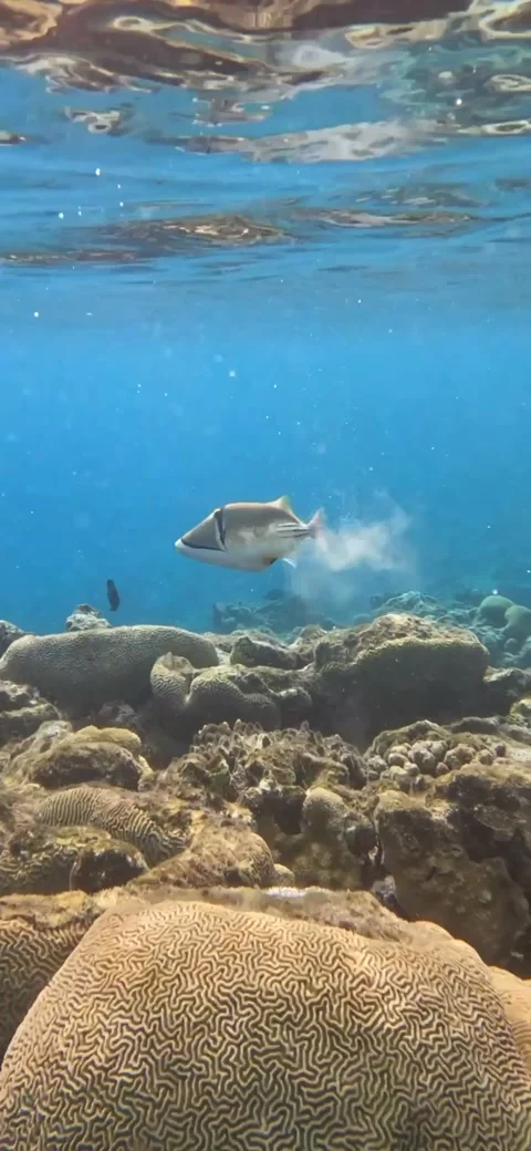Amazing Picasso Triggerfish Bouncing Along the Coral looking for Food - 4k Video Stock Footage 236726723