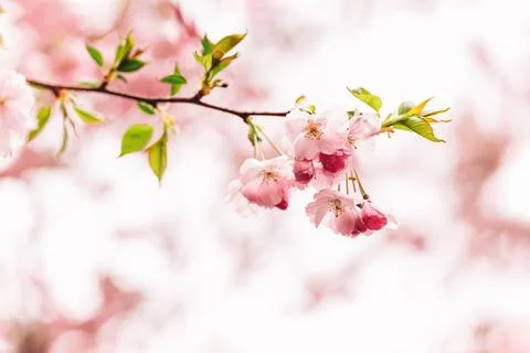 Amazing pink cherry blossoms on the Sakura tree. Beautiful spring tree. Selec Stock Photos