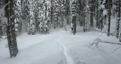 Amazing pristine spruce forest in wilderness Stock Footage 146512286