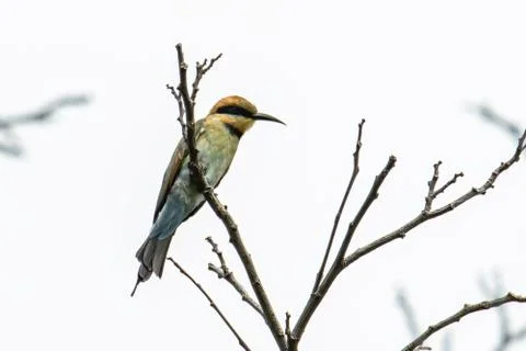 Amazing Rainbow bee eater (Merops ornatus) perched on a branch found in Kota  Stock Photos