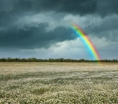 Amazing rainbow over chamomile field under stormy sky Stock Photos
