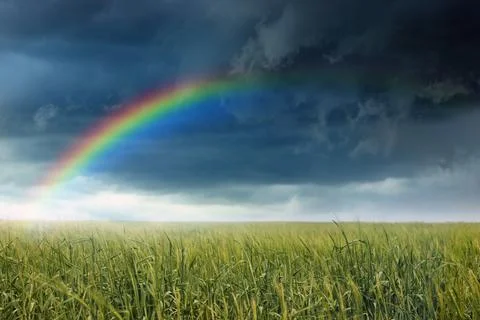 Amazing rainbow over wheat field under stormy sky Stock Photos