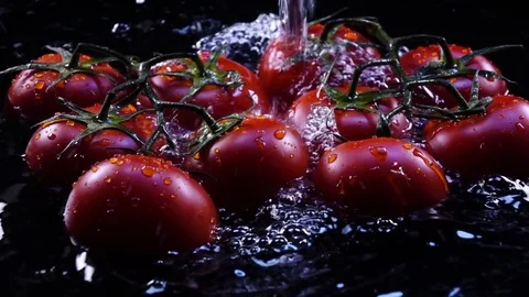 Amazing random water falling and splashing fresh tomatoes on vine Video stock 78382238