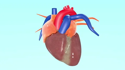 Amazing Realistic 3D animated pulsating Heart pumping action Stock-Footage 138583330