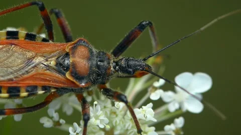Amazing Red Assassin Bug on white flowers. Stock Footage 195175576