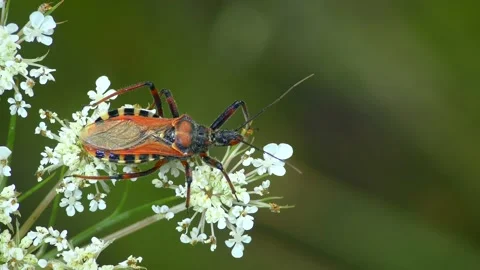 Amazing Red Assassin Bug on white flower. Stock Footage 220710585