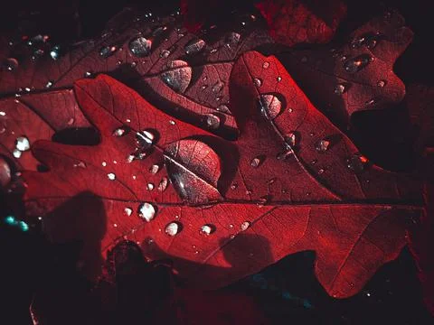 Amazing red leaves, artistic processing for wallpaper or website design Stock Photos
